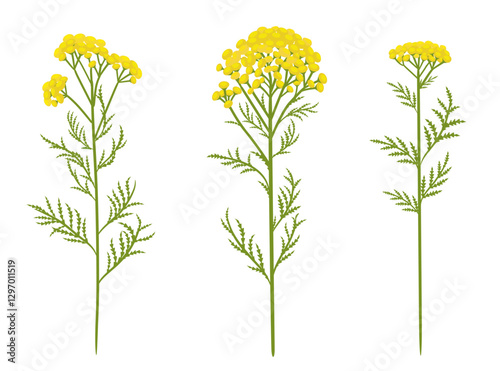 collection of blooming tansy herbs. medicinal wildflowers