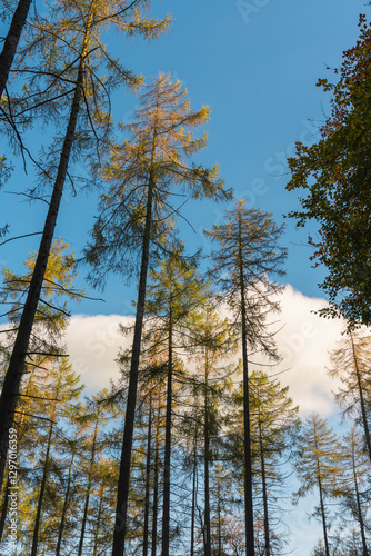 Looking up at fir trees illuminated by sunlight under a blue sky with clouds. 