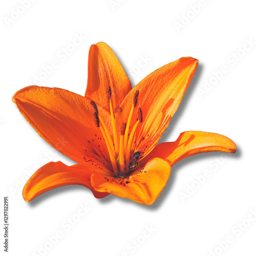minimalist aeshetic color orange lily flower shadow isolated transparent backgroung PNG