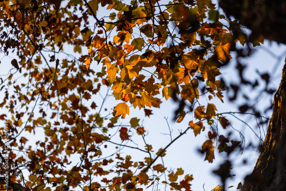 Golden autumn leaves illuminated by warm sunlight, hanging from a tree branch against a backdrop of lush green foliage, capturing the essence of a serene fall day. Golden autumn leaves illuminated by warm sunlight, hanging from a tree branch against a backdrop of lush green foliage, capturing the essence of a serene fall day.