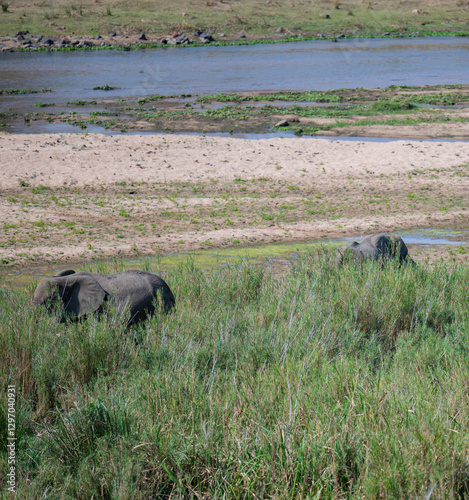 Afrikanische Tiere Elefanten im Busch vom Krüger National Park Südafrika
