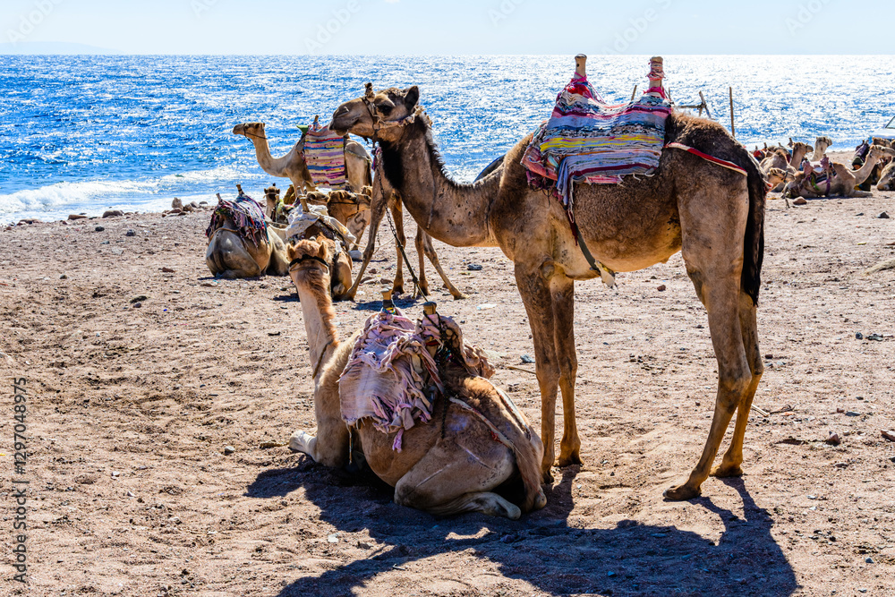 Fototapeta premium Camels at the shore of Red sea in Dahab, Egypt