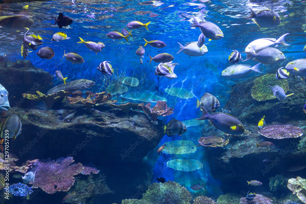 Fototapeta premium coral reef and fishes in the blue under water ocean fish tank aquarium