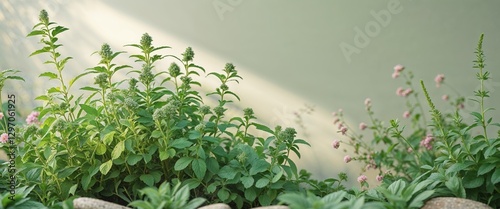 Healing herbs growing in a lush outdoor garden