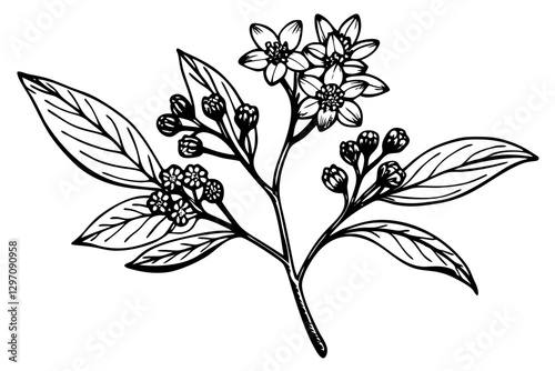 Waxflower Vector Illustration. A Perfect Touch for Creative Projects