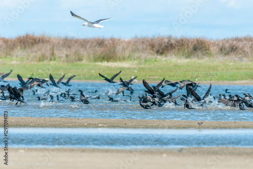 Revoada de biguás na Barra da Lagoa do Peixe.