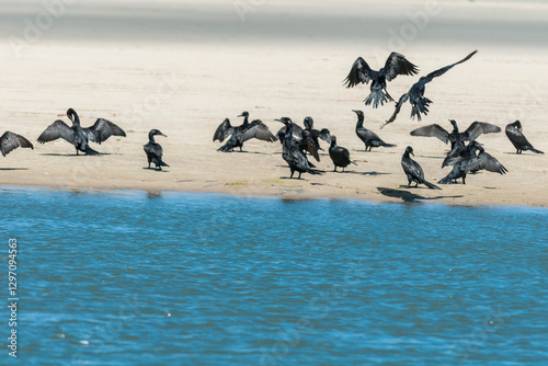 Biguás na Barra da Lagoa do Peixe.
