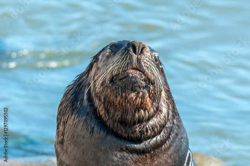 Leão-marinho-do-sul (Otaria flavescens), Molhes Leste de São José do Norte-RS