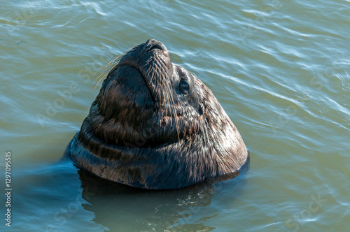 Leão-marinho-do-sul (Otaria flavescens), Molhes Leste de São José do Norte-RS