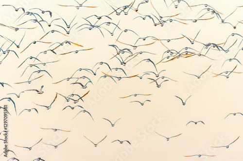 Revoada de aves na praia, São José do Norte-RS