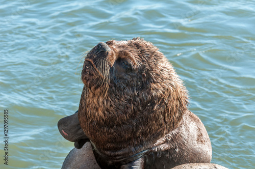 Leão-marinho-do-sul (Otaria flavescens), Molhes Leste de São José do Norte-RS