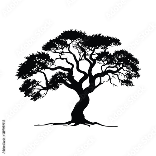 Babul Acacia Tree vector silhouette