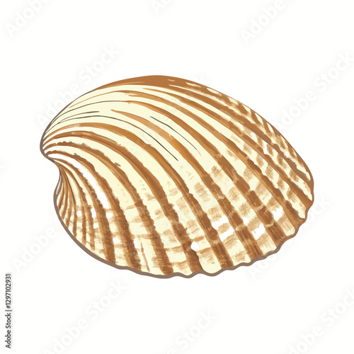 Ribbed scallop shell isolated  white background vector  illustration