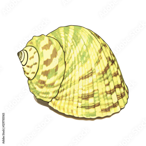 Image of green turbo sea shell  white background Undersea vector  illustration