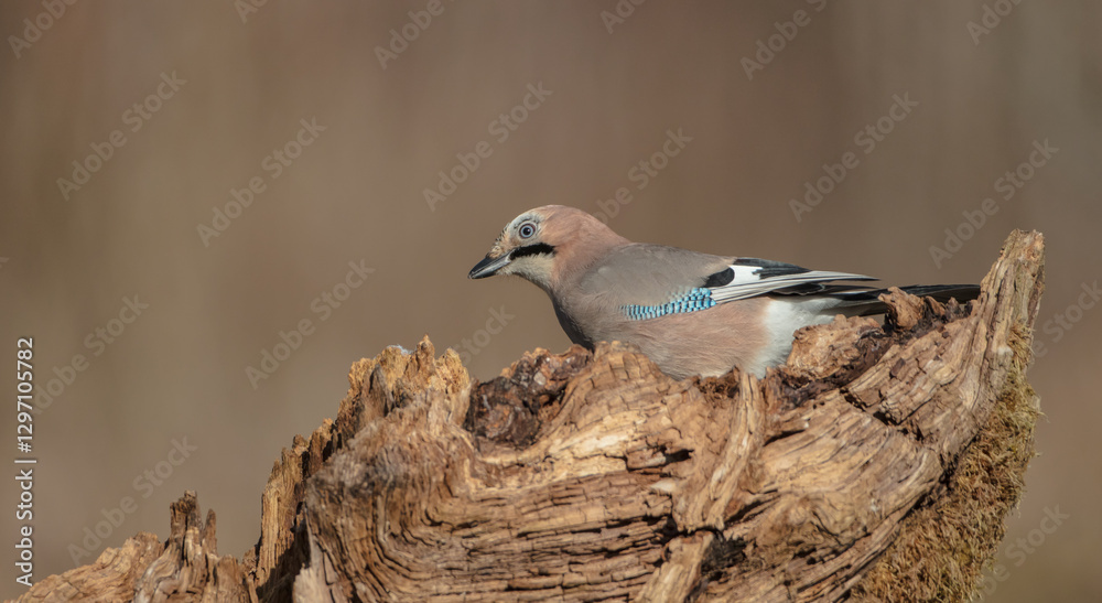 Fototapeta premium Eurasian Jay - in winter at the wet forest