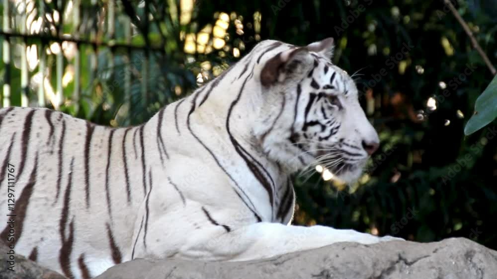 white bengal tiger in zoo