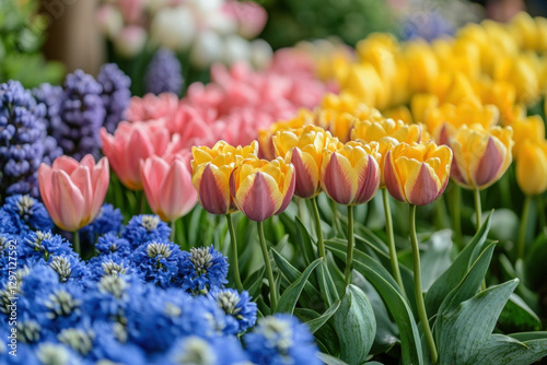 An array of spring flowers ...