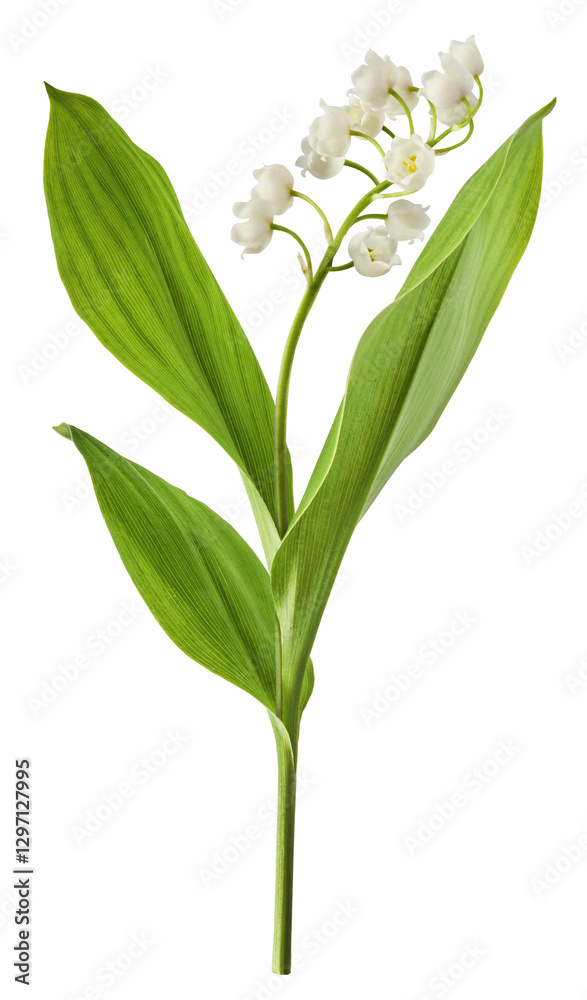 Obraz premium Beautiful Lily of the valley flower falling in the air isolated on white background. levitation or zero gravity floral conception. High resolution image.