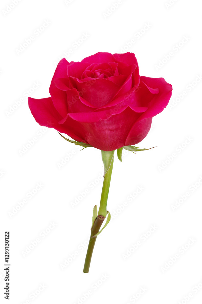 Red rose flower.