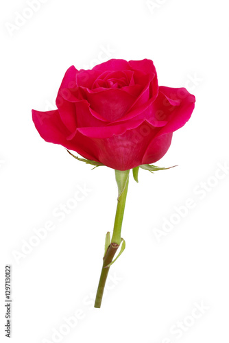 Red rose flower.