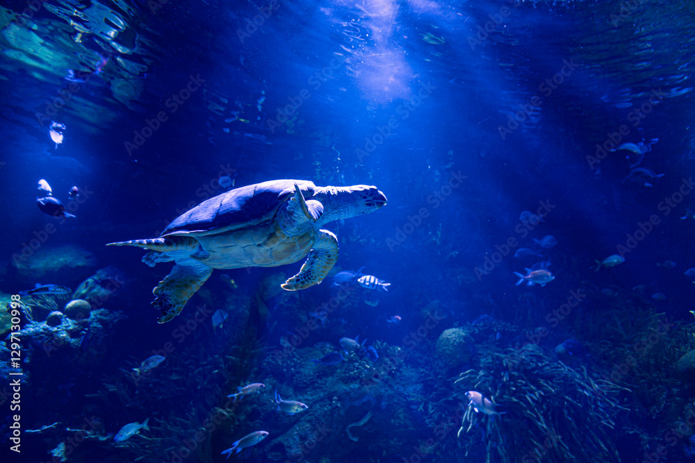Fototapeta premium Sea Turtle Swimming Gracefully in a Vibrant Underwater World