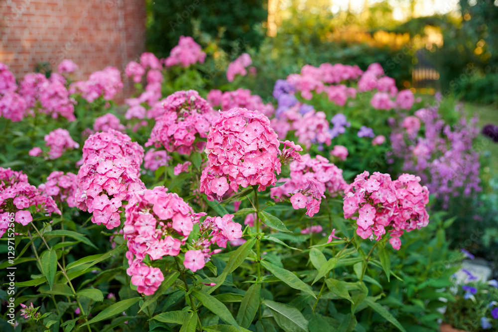 Garden, flowers and phlox in nature, backyard and outdoor for eco friendly decor by wall. Floral, plants and natural growth for ecology, sustainable bush or bloom with creative design for landscaping Garden, flowers and phlox in nature, backyard and outdoor for eco friendly decor by wall. Floral, plants and natural growth for ecology, sustainable bush or bloom with creative design for landscaping