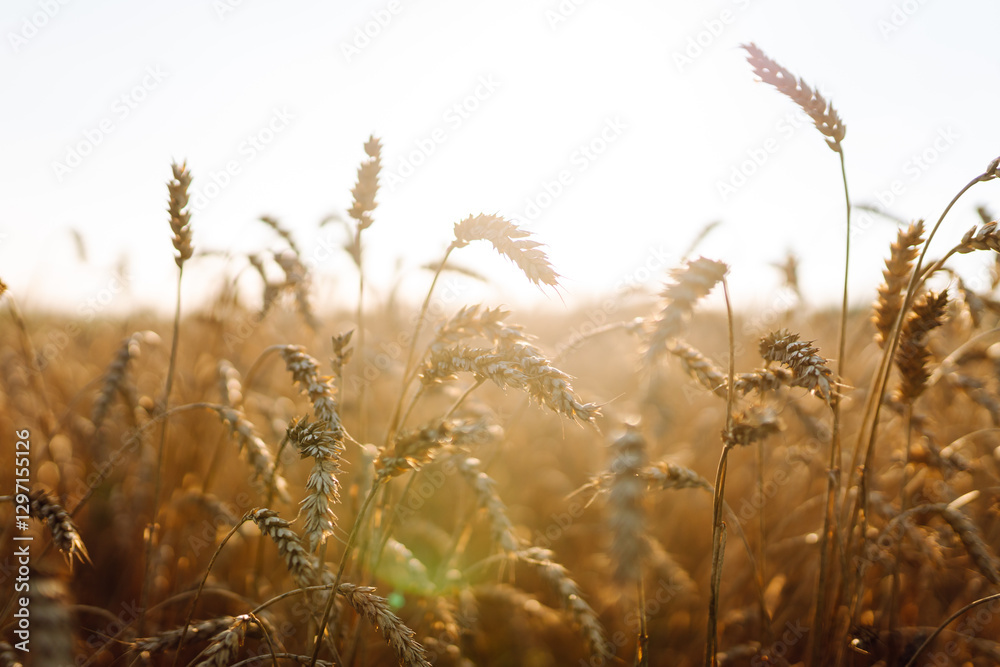 Fototapeta premium A field of golden wheat stretches across the landscape, illuminated by the warm glow of the late afternoon sun. Concept of a rich harvest, agribusiness.