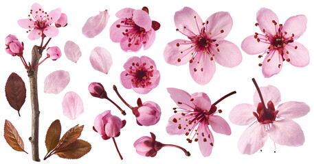 Creative set collection with Blooming of delicate pink flowers falling in the air, isolated on white background. Prunus cerasifera 'Nigra' or Canadian black plum