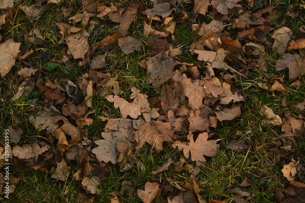 autumn leaves on the ground autumn leaves on the ground