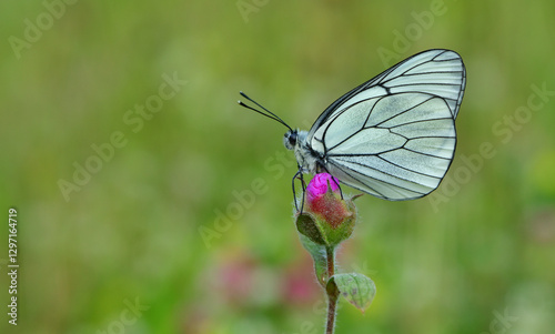 Aporia crataegi 1109