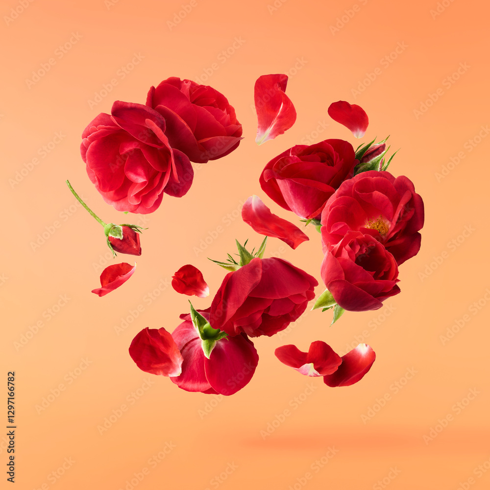 Beautiful Red English Rose falling in the air isolated on orange background. High resolution image. Flower levitation or zero gravity conception Beautiful Red English Rose falling in the air isolated on orange background. High resolution image. Flower levitation or zero gravity conception