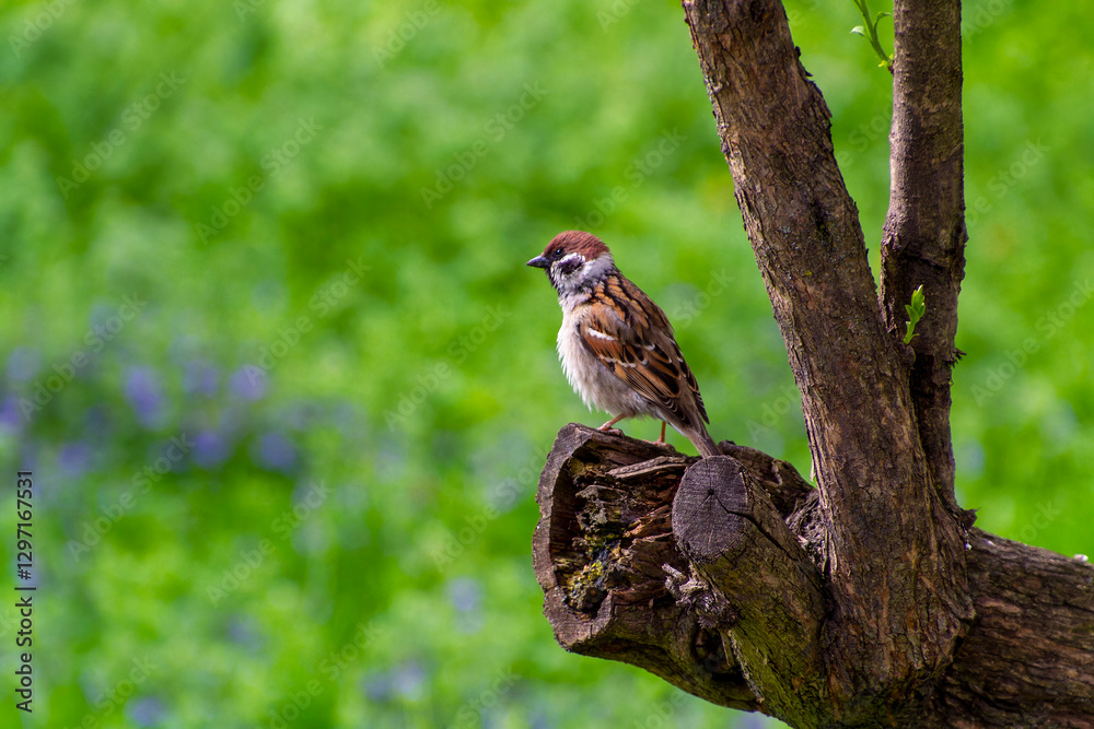 Naklejka premium Sparrow Perched on a Tree Branch in Nature