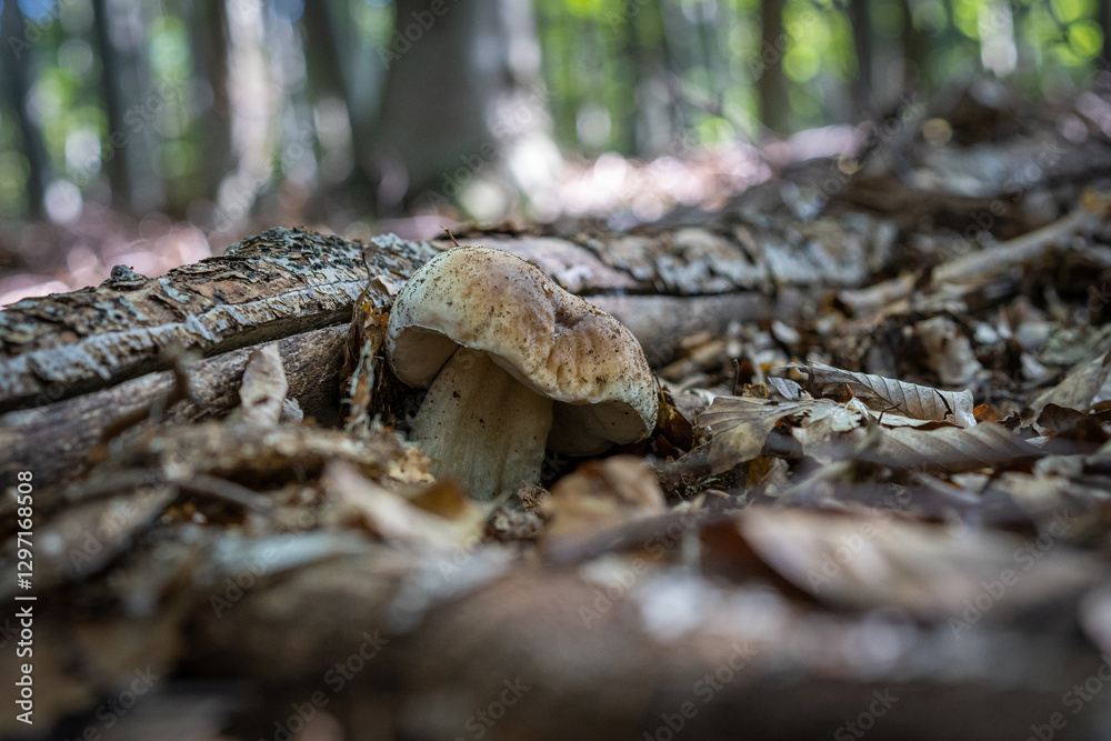 Fototapeta premium mushroom in the forest