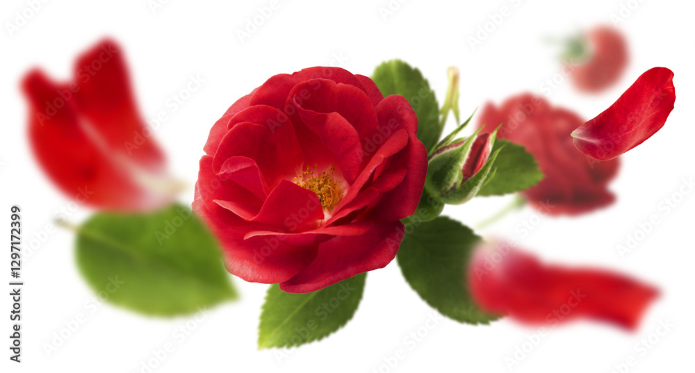 Obraz premium Beautiful Red English Rose falling in the air isolated on white background. High resolution image. Flower levitation or zero gravity conception