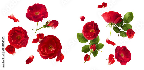 Creative set, collection with Beautiful Red English Rose falling in the air isolated on white background. High resolution image. Flower levitation or zero gravity conception
