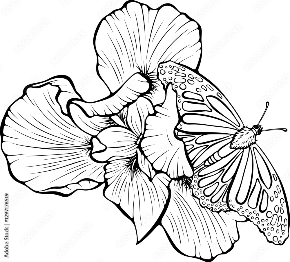 Fototapeta premium Blooming iris flowers with butterfly top view. Vector illustrations in hand drawn sketch style isolated on white. Outline graphic spring composition with flying insect. Design for coloring book page