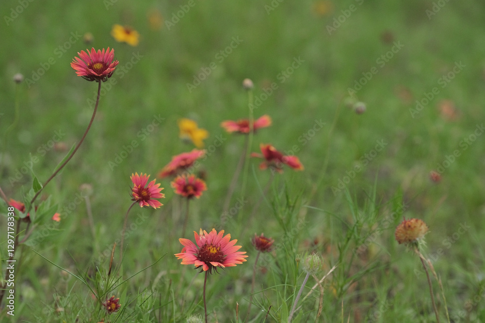 Spring season wildflowers in Texas landscape, firewheel blooms. Spring season wildflowers in Texas landscape, firewheel blooms.