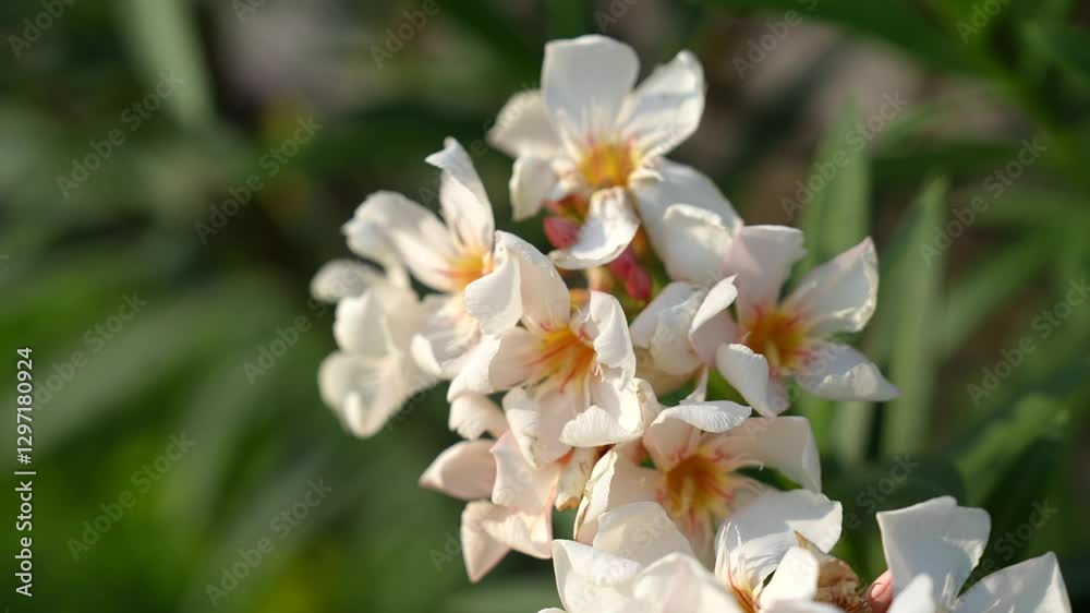 Delicate White Flowers with Yellow Accents on Green Background Delicate White Flowers with Yellow Accents on Green Background