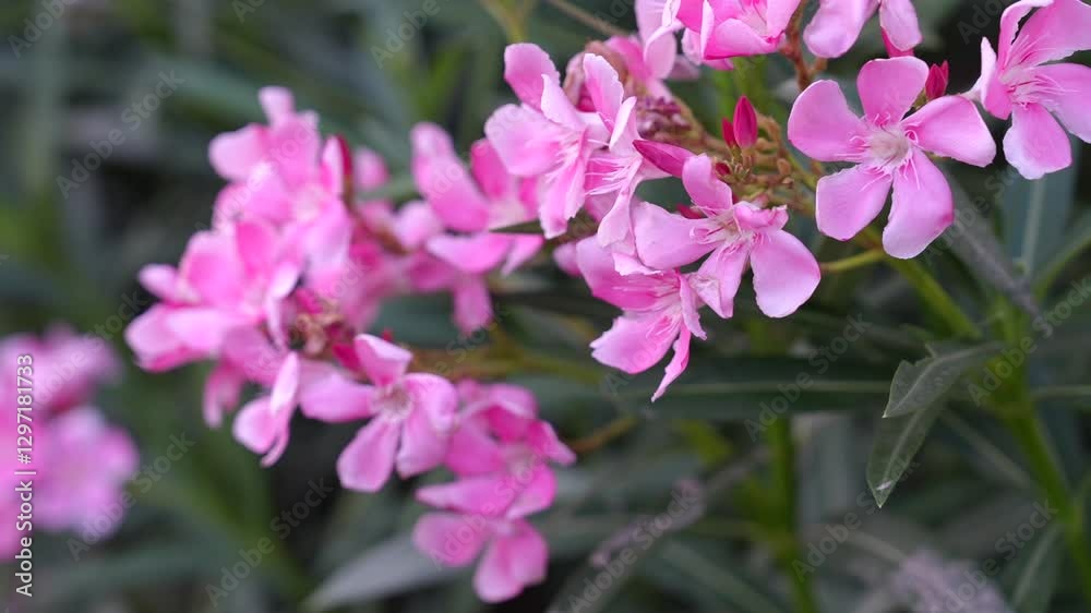 Delicate Pink Flowers Blooming in a Lush Green Garden Setting Delicate Pink Flowers Blooming in a Lush Green Garden Setting