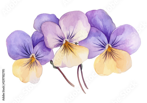 Watercolor Illustration of Purple and Yellow Pansy Flowers