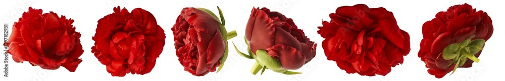 Naklejka premium Creative set collection with Beautiful Red Peony isolated on white background. High resolution. Zero gravity or levitation concept.