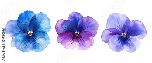 Vibrant Watercolor Illustration of Three Blue and Purple Pansy Flowers with Detailed Petals on a White Background