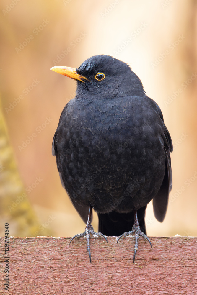 Fototapeta premium male blackbird in beautiful light