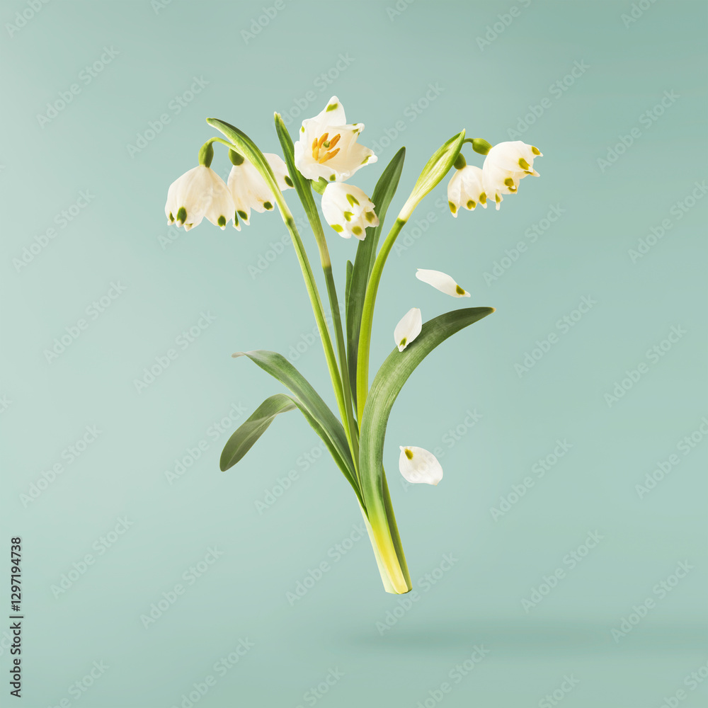 Fototapeta premium Beautiful Snowlake flower with green leaves falling in the air isolated on turquoise background. Spring time levitation or zero gravity conception.