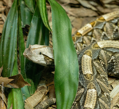 Gaboon viper, Bitis gabonica, partially hidden in forest undergrowth. photo