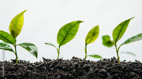 Obraz na płótnie Black tea leaf plant showcasing fresh leaves with vibrant green colour natural texture and organic growth in a serene setting.
w salonie