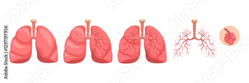 Human Lungs, anatomy respiratory system. Respiratory system: lungs, bronchioles, pulmonary alveoli. Medicine and healthcare human internal organs.