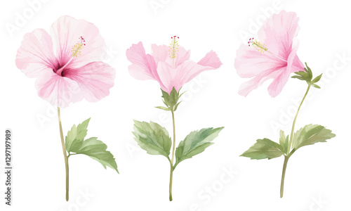 Delicate Watercolor Illustration of Three Pink Hibiscus Flowers with Green Leaves on a White Background