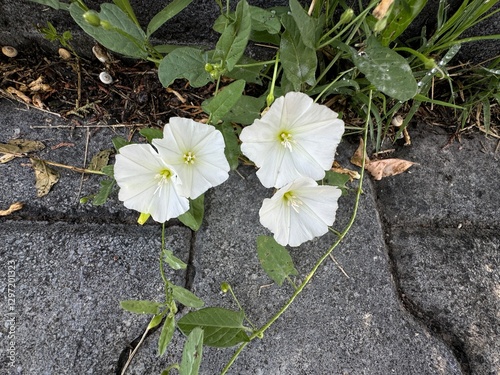 Convolvulus arvensis white flowers. Close-up. Field bindweed, include lesser, European bindweed, withy wind, perennial morning glory, small-flowered morning glory, creeping jenny, and possession vine.