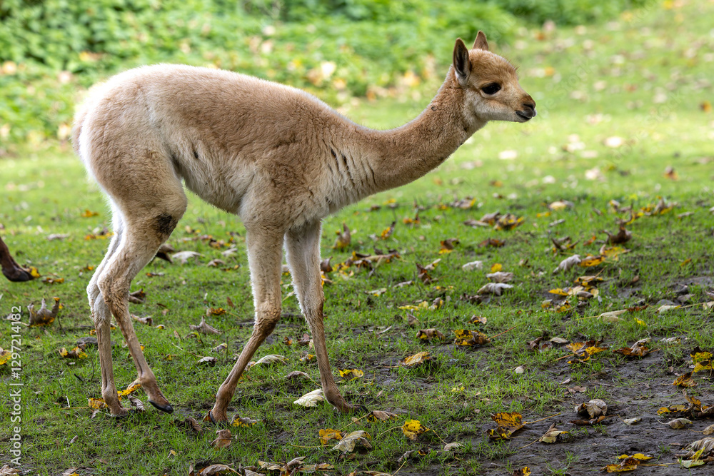 Fototapeta premium Baby Vicuna, Vicugna Vicugna, relatives of the llama